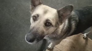 Мой натуральный цвет. #собака #топ #животные