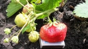 Клубника ЧАМОРА ТУРУСИ