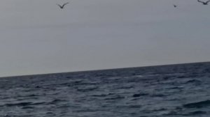 Пляж Сукко 20 Ноября 2025 года