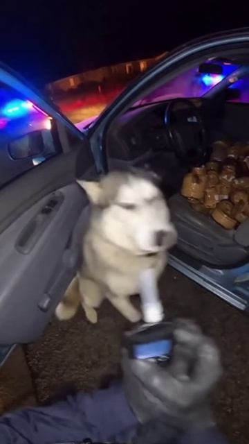 Хаски под кайфом смотреть онлайн