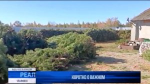 Более 14 тысяч рождественских деревьев отгружено с территории Ульяновской области