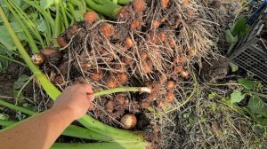 Колоказия эскулента 2, Дубайская