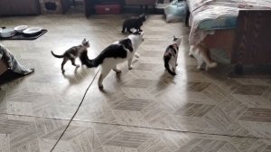 Влог о жизни кошек и собак в нашей семье 19.11.25.