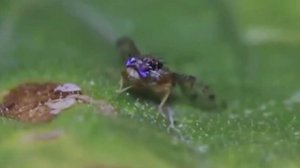 В Сочи обнаружили еще одного насекомого-вредителя