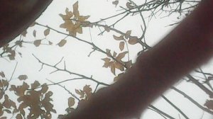 Исполняя заповедь Божию о почитании родителей - завершаю уборку саженцев