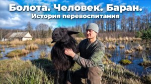 НЕПРОСТАЯ ЖИЗНЬ ОДНОГО ЧЕЛОВЕКА в БОЛОТИСТОЙ МЕСТНОСТИ. БАРАН КОШМАРИТ ВЕСЬ ХУТОР!!! №367