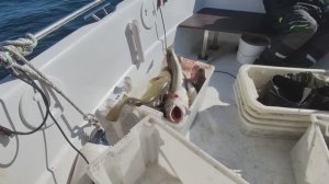 Настоящая морская рыбалка в Баренцевом море. Ловля трески. Отдых и развлечения в Мурманске.