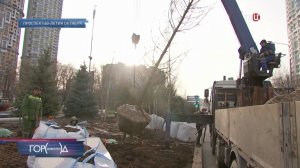 Высадка крупномерных деревьев стартовала на магистралях Москвы