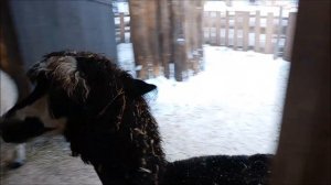 Ещё одна красавица альпака поселилась в нашем зоопарке 19.11.2025