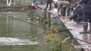 Форель скучать не даёт