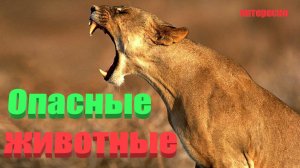Опасные животные !!! #интересно