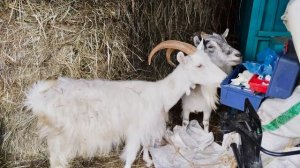 Государственная ветеринарная служба Новгородской области.