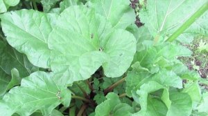 Как вырастить ревень на даче,  чтобы черешки были крупными и соными