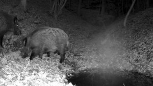 Кабаны видео фото ловушки