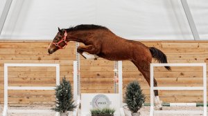 Carmen Russe Z (Chacco Star Russe Z - Bavarija) кобыла 2024г.