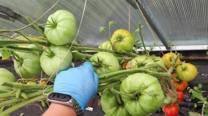 Эти 5 сорта Томата Шедевры и ЛУЧШИЕ помидоры ЗА 30 ЛЕТ