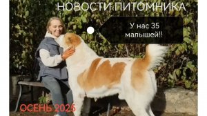 НОВОСТИ ПИТОМНИКА. У НАС 35 МАЛЫШЕЙ!