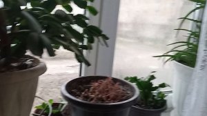 20-11-2025  делаю дела стирка