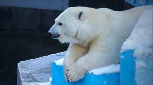 Сегодня особенный день: День рождения у белой медведицы Герды! Поздравляем!