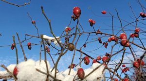 ОБЪЯСНЕНИЕ В ЛЮБВИ