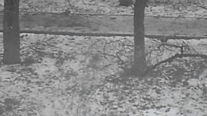 Голуби на выпасе. Зима 2024. DSCN5891