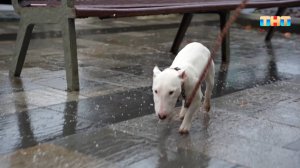 В России участились случаи отравления бездомных животных