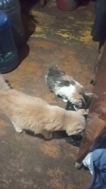 18.11.25 у нас появилась Пуша) смотреть онлайн