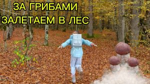 СБОР ГРИБОВ ПОДОСИНОВИКИ  РЫЖИКИ МАСЛЯТА ПОДБЕРЁЗОВИКИ