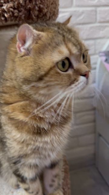 Шотландские котята рождены 15 ноября 2025г. смотреть онлайн