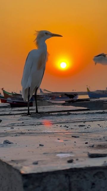 Куда летите птицы смотреть онлайн