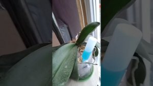 новости ноября 25г(коробочки,цветоносы и обзор фитомодулей