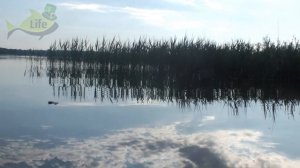 Почему в реках и озерах исчезли пескари? Главная причина исчезновения от которой мурашки по коже.