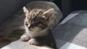 СОН. 😂😂😂