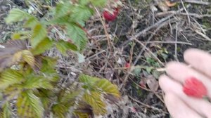 ЗИМНЯЯ МАЛИНА