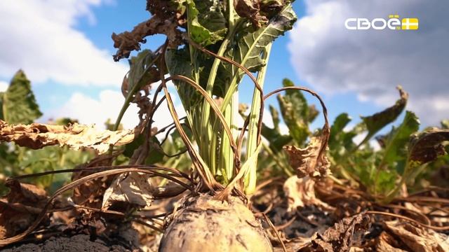 Сценарий цен. Свёкла
