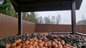 видео для кошек