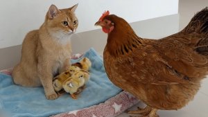 Утята и Цыплята - Кошки и котята (308) Хвостики да Усики ❣️🤗😂