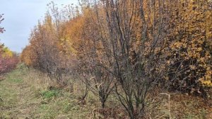 На участке, поболтаем что да как