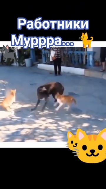 Муррр в работе.🐈