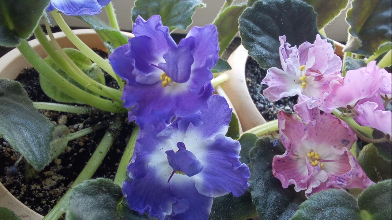 Ох уж эта генетика! Сюрприз от фиалки