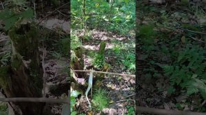 Редкий участок на границе с лесом