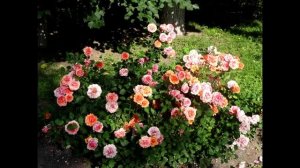 Земля и небо. Сергей Чекалин. Earth and Sky. Sergey Chekalin.