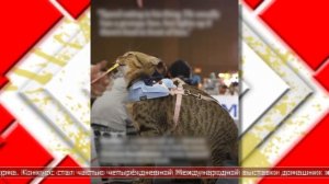 20.11.2025 Мировые новости