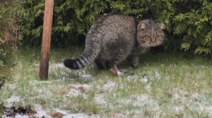 20-11-2025 Доброе утро от Барсика