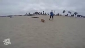 Ох уж эти Вельш-корги. Весело!