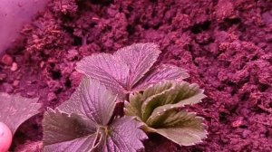 Красивые кусты клубники, выращиваем на подоконнике зимой, ИСПРАВЛЯЕМ ОШИБКИ!