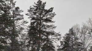 КАК ПРАВИЛЬНО МОЛИТЬСЯ / МОЛИТВА В ЛЕСУ 🙏❄️