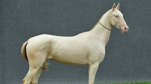 Творческий стрим. Лепка из пластилина Ахалтекинская лошадь #ДС_керамист #DSceramist #sketch_horse