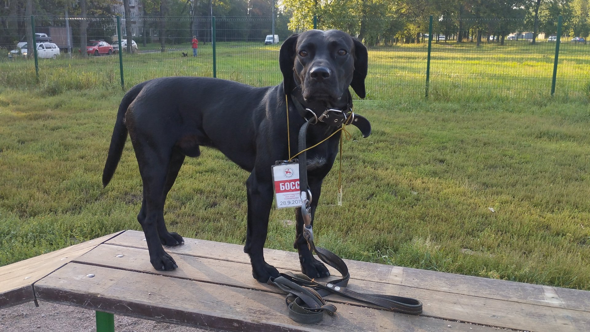 Хор @ Барьер @ Моя Жизнь Кино @ Жил Был Пёс @ Музей Псов смотреть онлайн