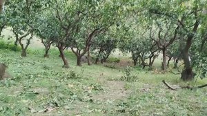 Когда закончил сбор мандаринов